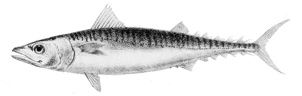 Image of Atlantic Mackerel