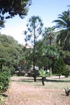 Image de Araucaria rulei F. Muell.