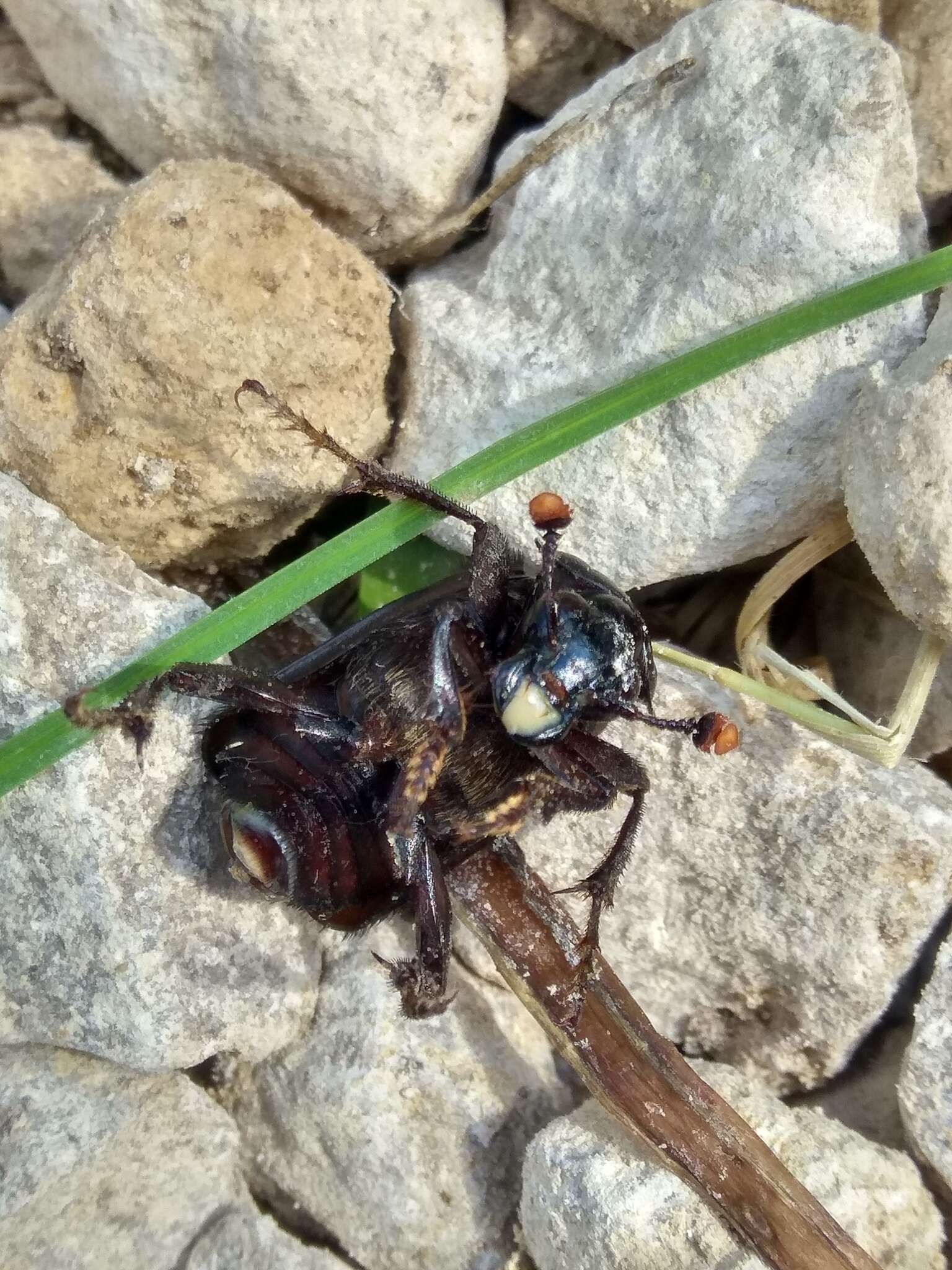 Image of Nicrophorus (Nicrophorus) humator (Gleditsch 1767)