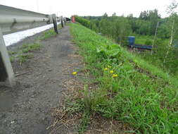 Image of Taraxacum scariosum (Tausch) Kirschner