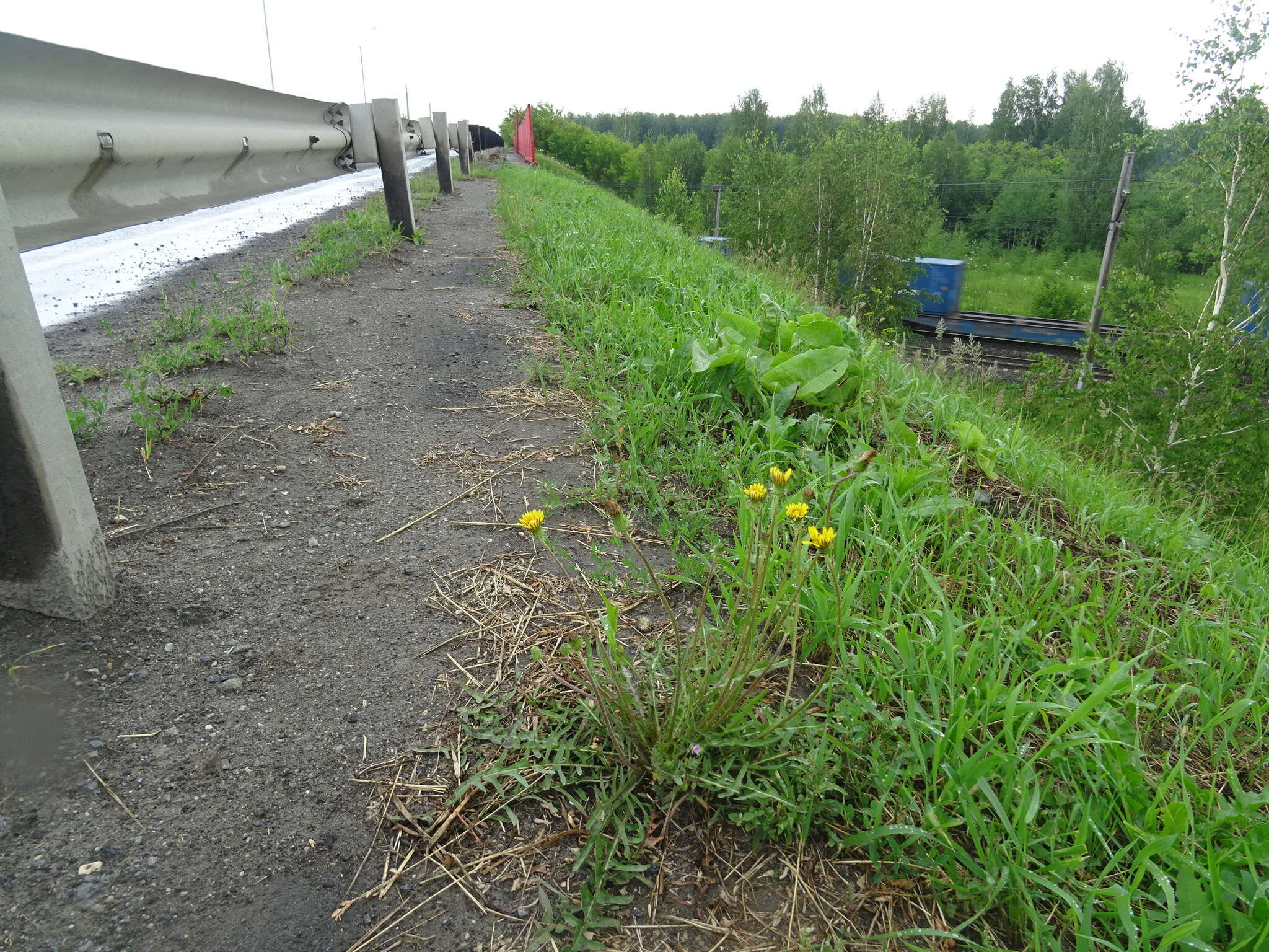 Plancia ëd Taraxacum scariosum (Tausch) Kirschner