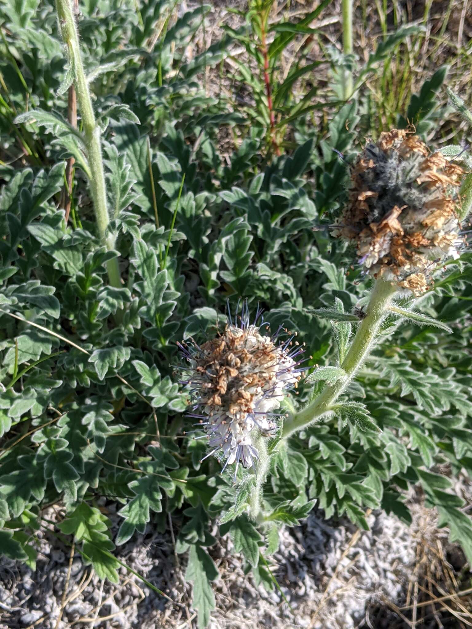 Image of soft phacelia