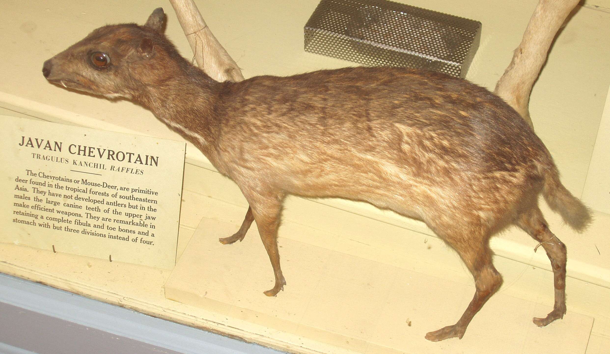 Image of Lesser Mouse-deer