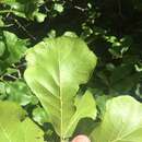 Image of Arkansas Oak