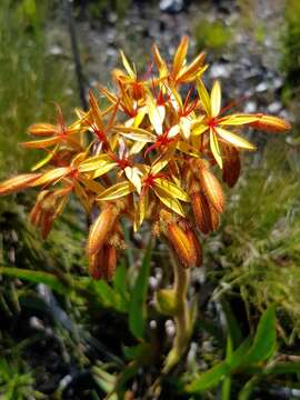 Image of Dilatris viscosa L. fil.