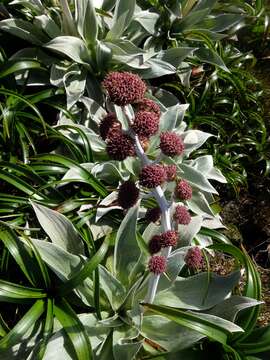 Image of Pleurophyllum hookeri J. Buch.