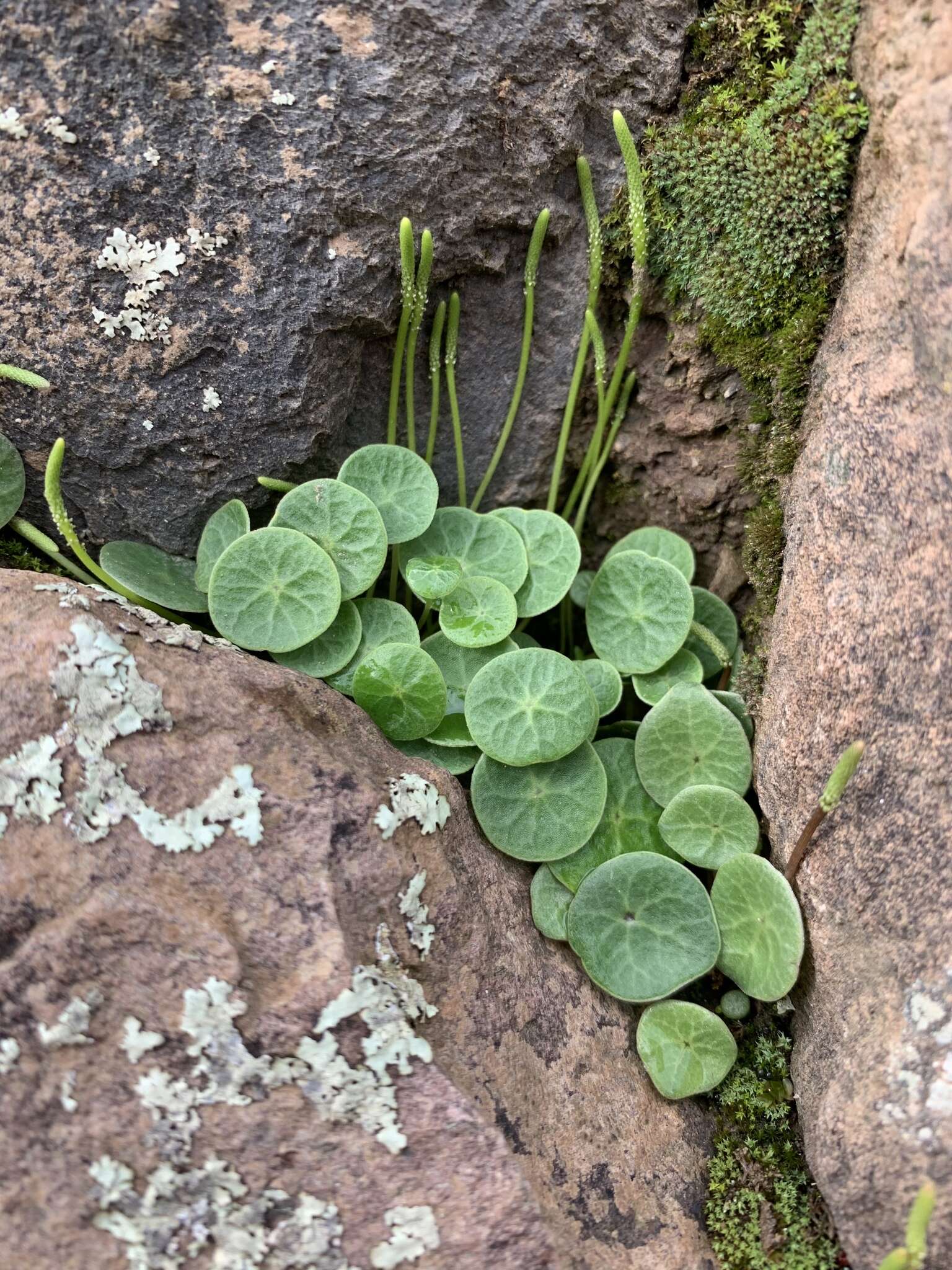 Image of Peperomia polycephala Trel.