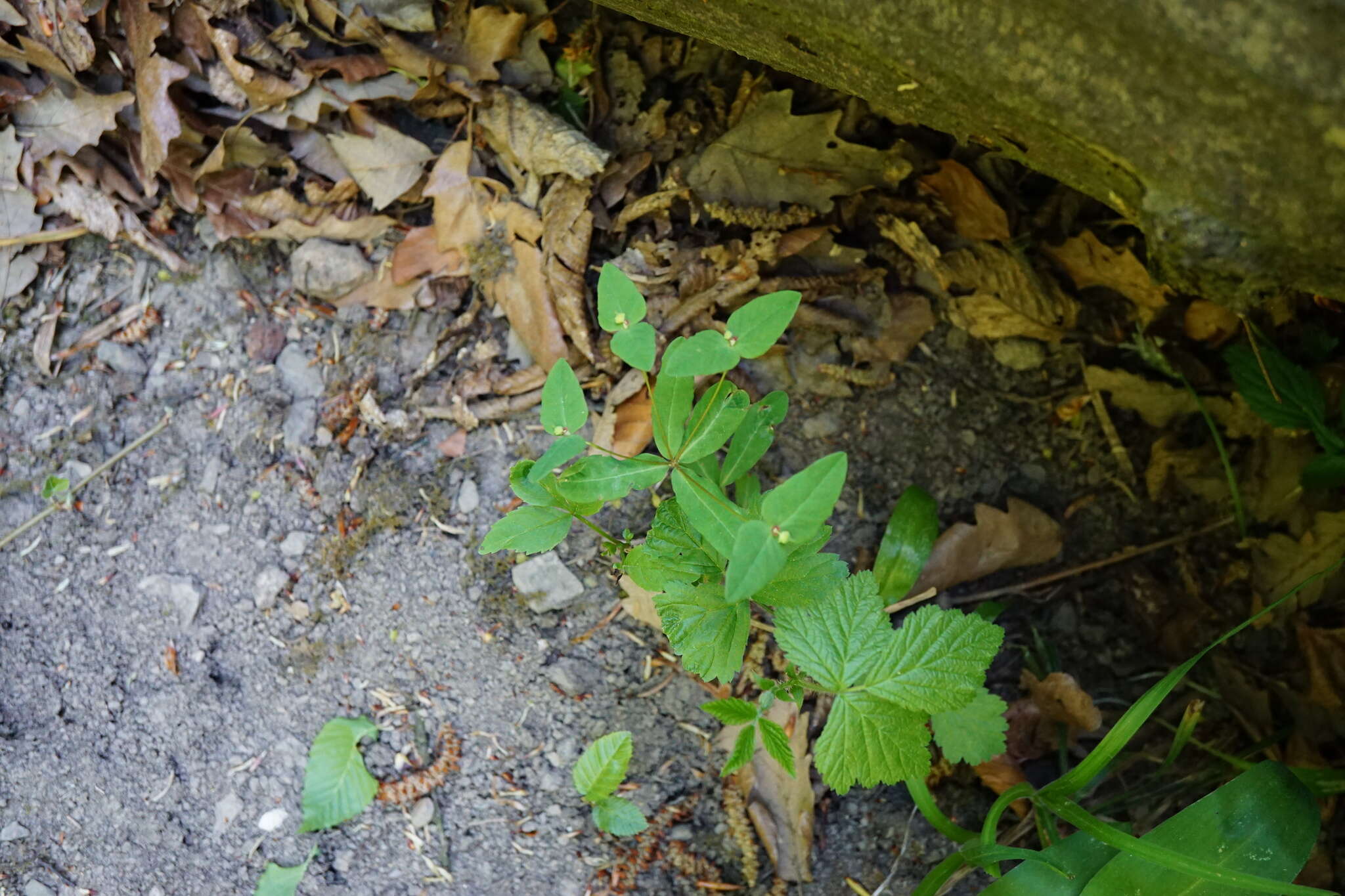 Image of sweet spurge