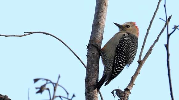 Image of Yucatan Woodpecker