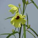 Image of Hibiscus squamosus Hochr.