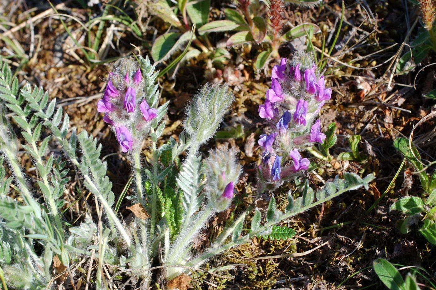 Oxytropis vassilczenkoi Jurtzev resmi