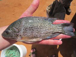 Image of Jipe tilapia