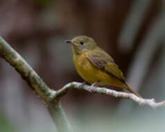 Image of Mionectes Cabanis 1844