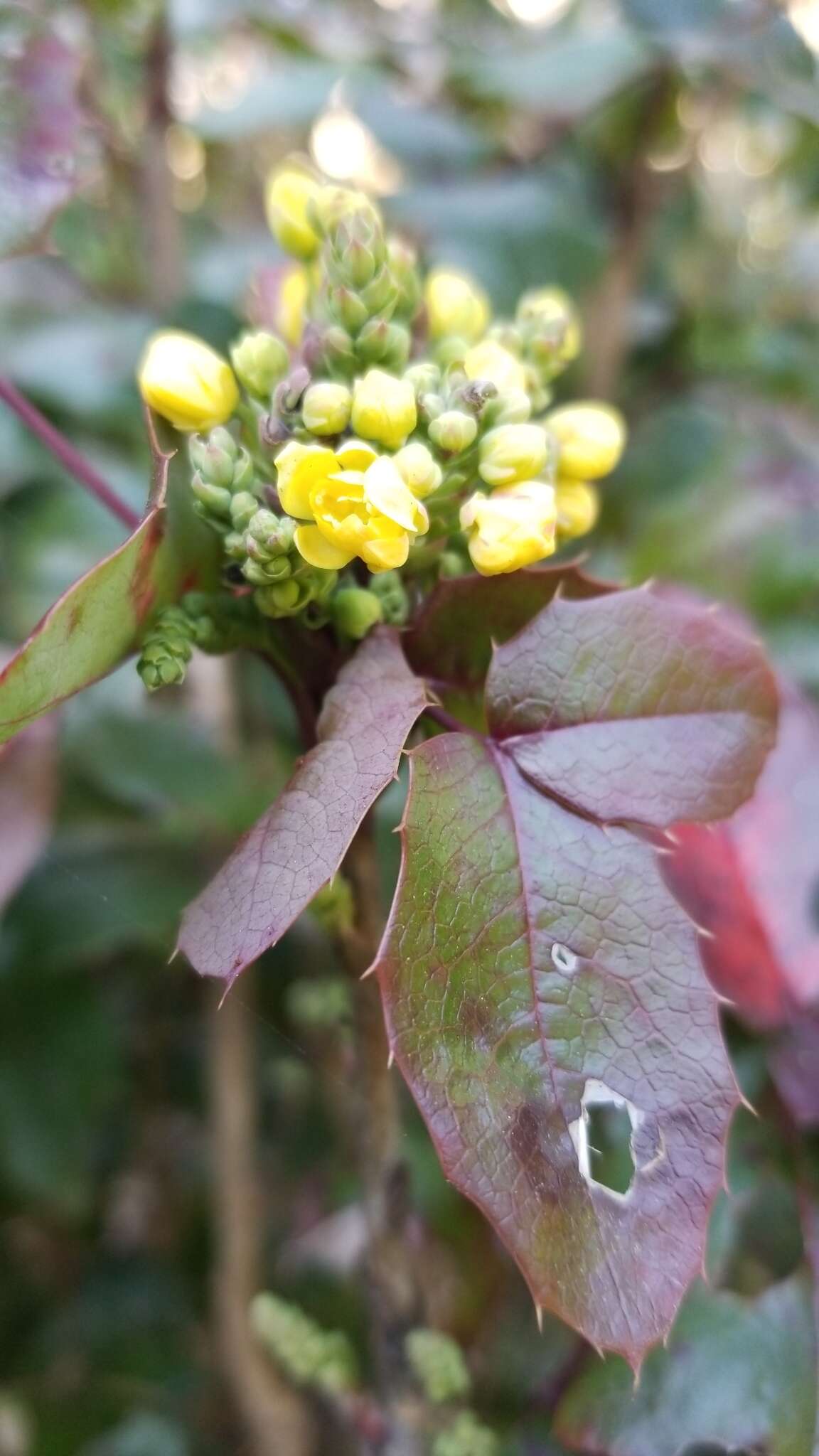 Image of Mahonia