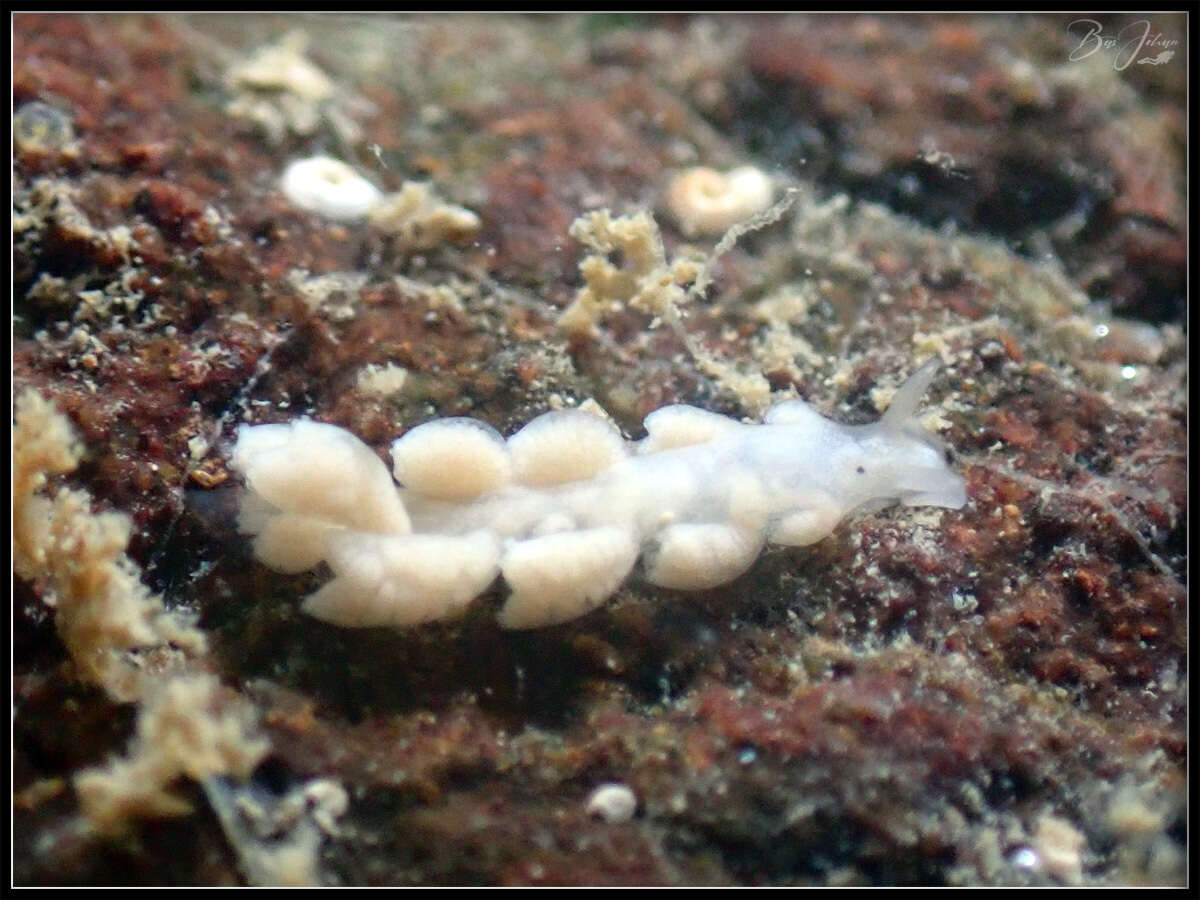 Слика од Embletonia gracilis Risbec 1928