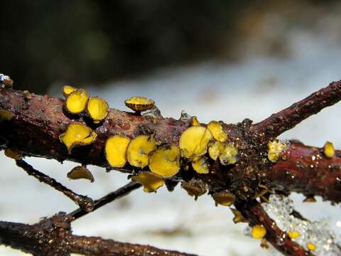 Image of Lachnellula arida (W. Phillips) Dennis 1962