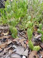 Image of Big Pine Key Prickly-pear