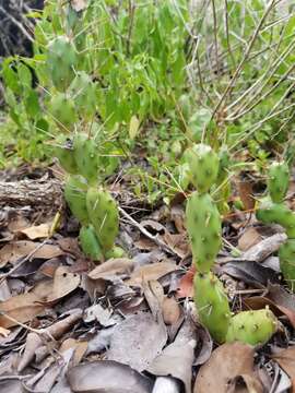 Image of Big Pine Key Prickly-pear