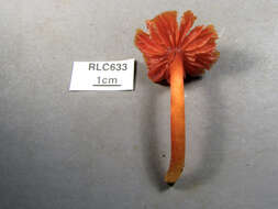 Sivun Hygrocybe occidentalis (Dennis) Pegler 1978 kuva