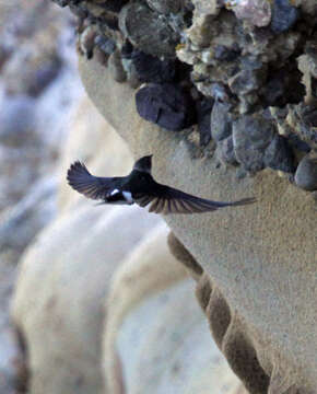 Image of Violet-green Swallow