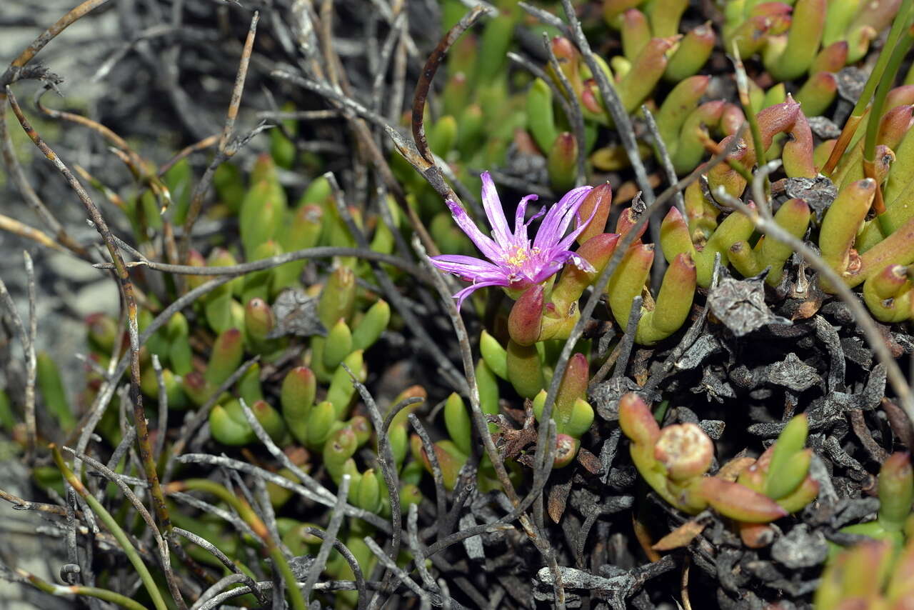 Image of Esterhuysenia inclaudens (L. Bol.) H. E. K. Hartm.