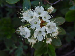 Image de Rhododendron columbianum (Piper) Harmaja