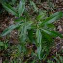 Imagem de Planchonella chartacea (F. Muell. ex Benth.) H. J. Lam