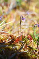 Imagem de Pinguicula villosa L.