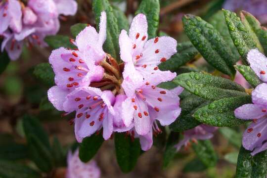 Image de Rhododendron hippophaeoides I. B. Balf. & W. W. Sm.