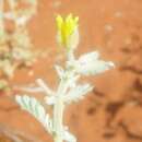 Слика од Tribulus occidentalis R. Br.