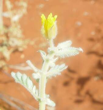 Слика од Tribulus occidentalis R. Br.