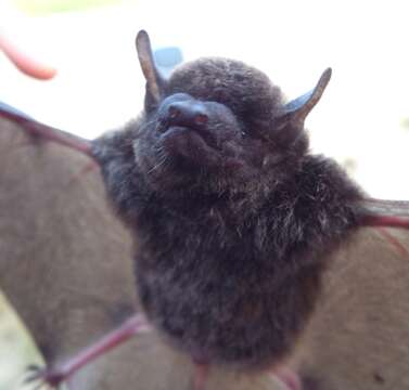 Image of Argentine Brown Bat