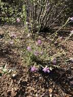 Plancia ëd Penstemon linarioides A. Gray