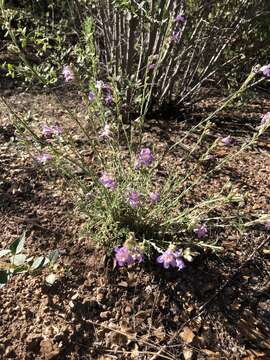 Plancia ëd Penstemon linarioides A. Gray