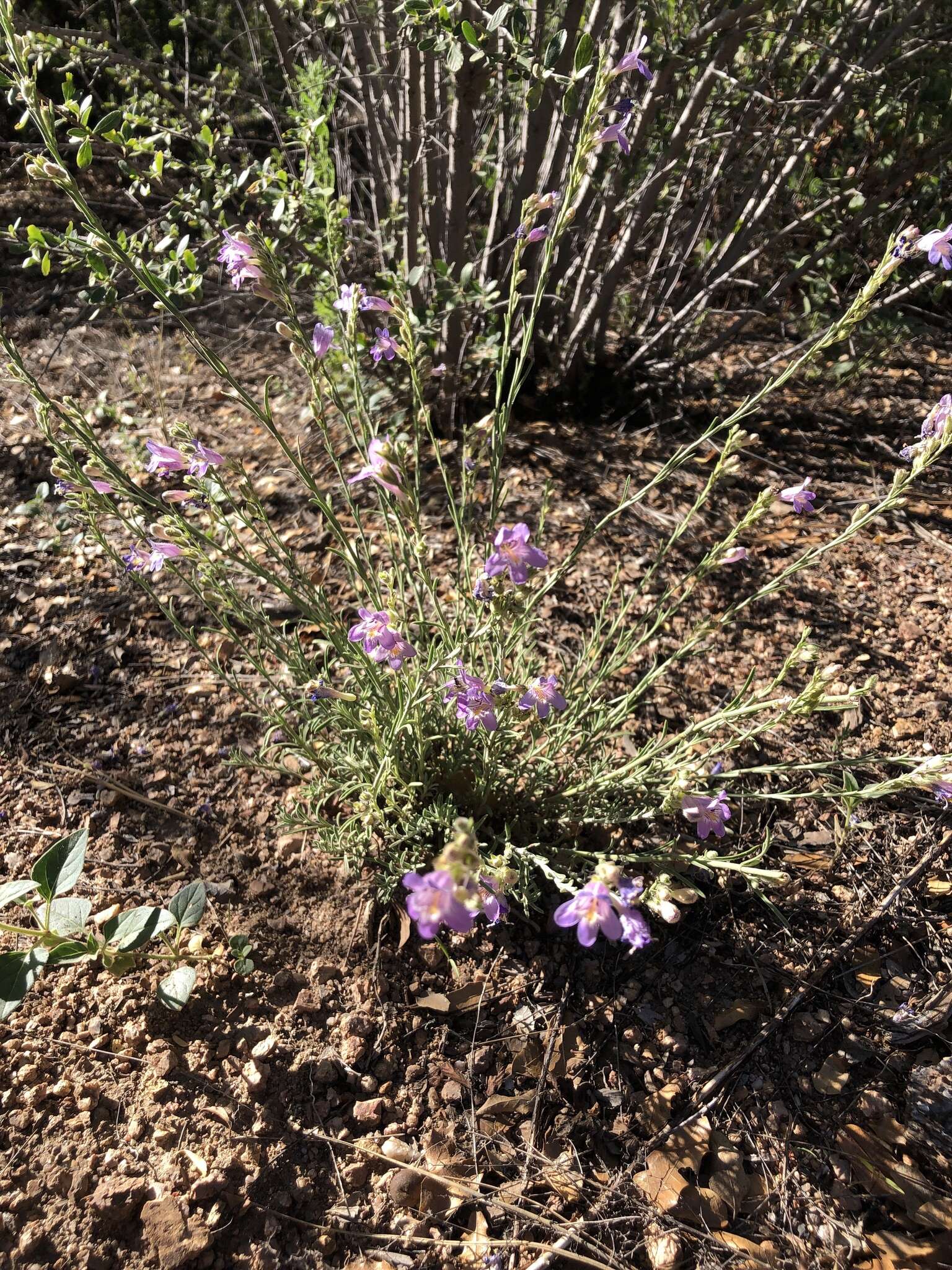 Plancia ëd Penstemon linarioides A. Gray