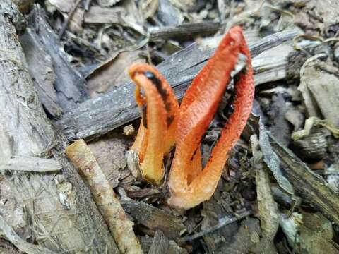 Image of stinkhorn