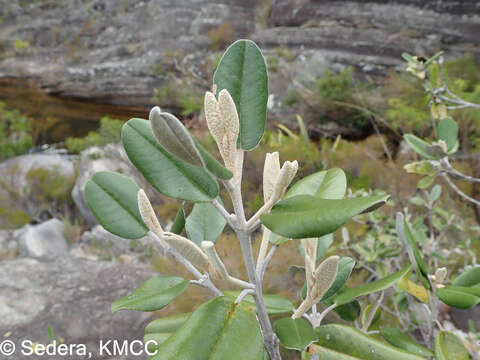 Imagem de Vitex betsiliensis Humbert