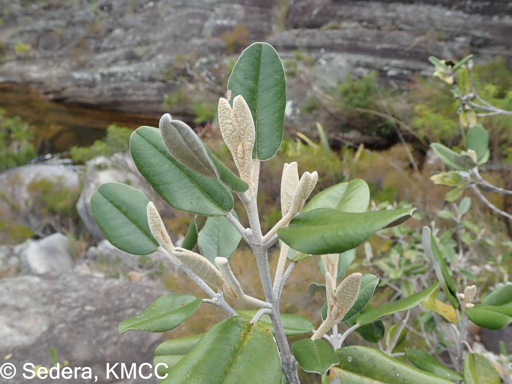 Image of Vitex betsiliensis Humbert