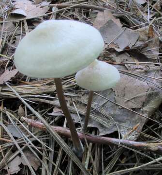 Image of Entoloma conicum (Sacc.) Hesler 1967