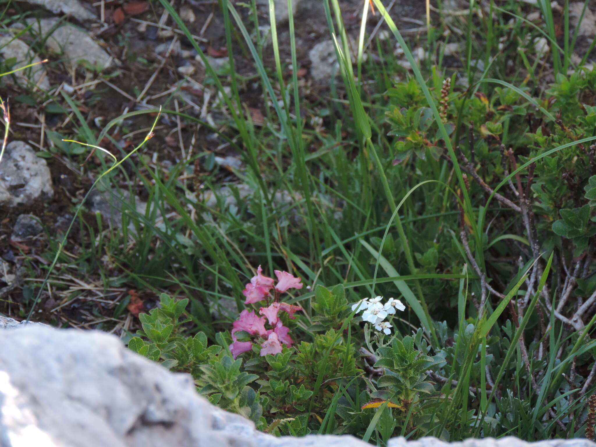 Image of Hairy Alpenrose