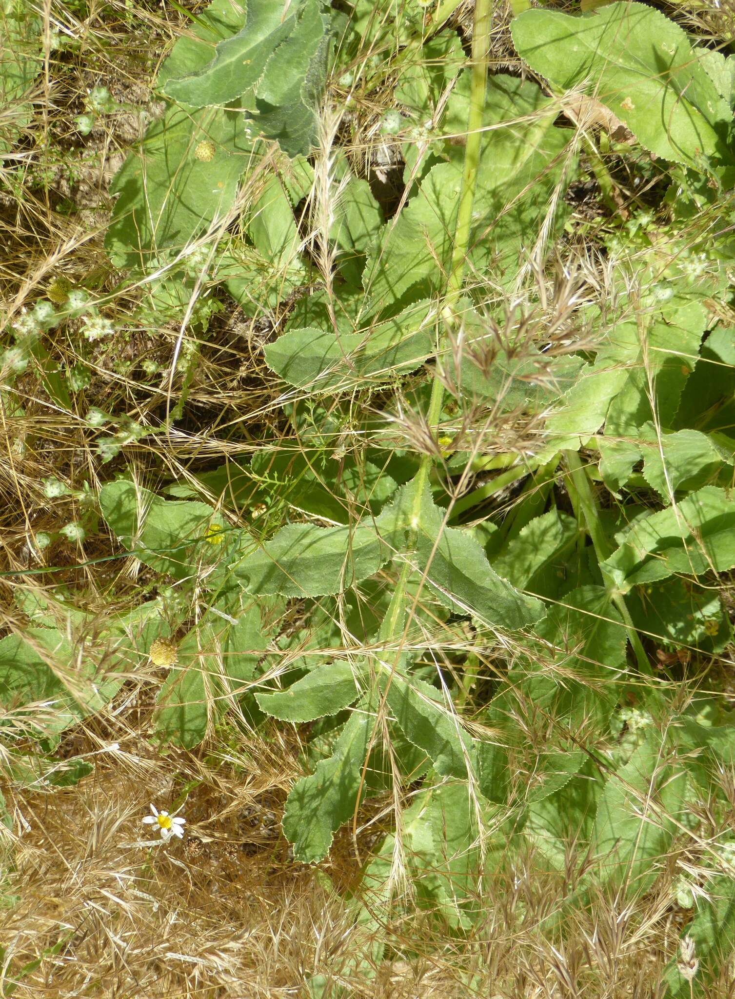 Image of Magydaris panacifolia (Vahl) Lange