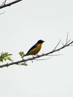 Image of Yellow-throated Euphonia