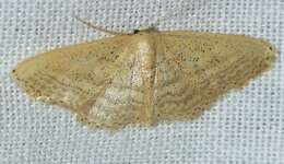 Image de Idaea elongaria Rambur 1833