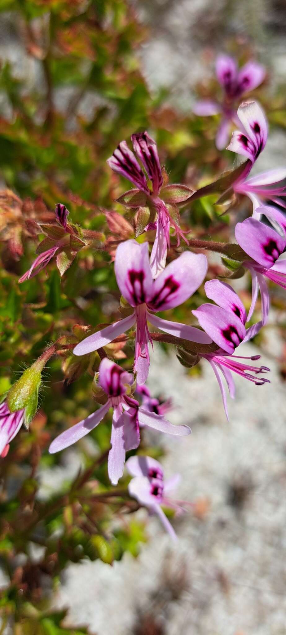 Image of Pelargonium sublignosum Knuth