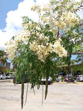 Imagem de Moringa oleifera Lam.