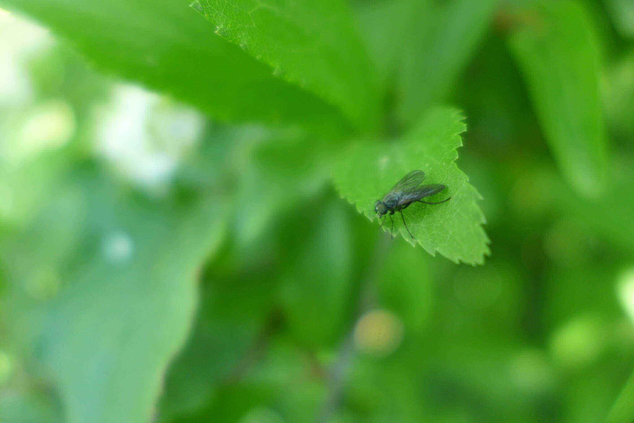 Image of Symphoromyia immaculata (Meigen 1804)