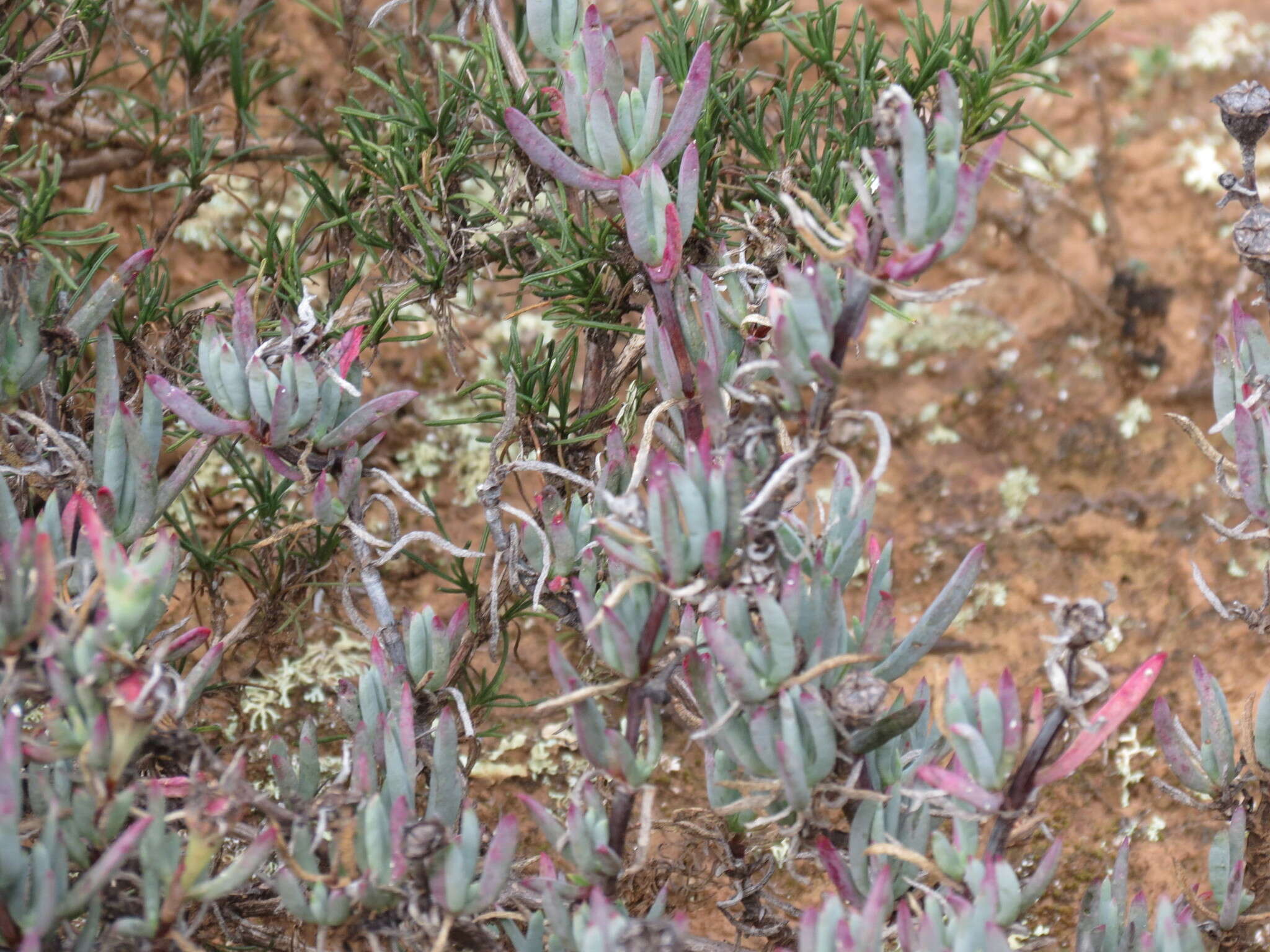 Image of Lampranthus stayneri (L. Bol.) N. E. Br.