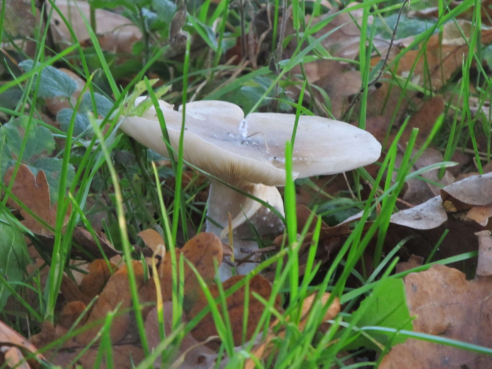 Image of Clitocybe nebularis (Batsch) P. Kumm. 1871