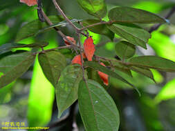 Image of Agelaea borneensis (Hook. fil.) Merr.