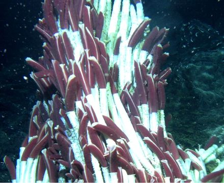 Image of Hydrothermal Vent Worm